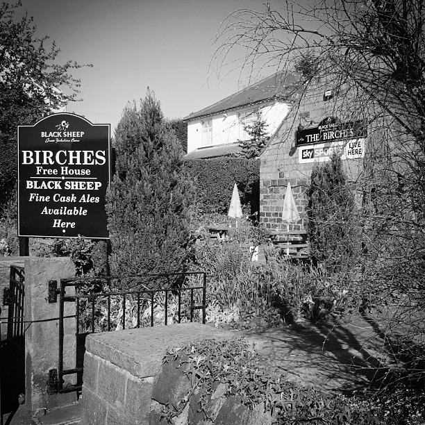 Birches